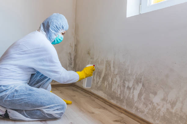 Licensed Basement Mold Removal service in Weston, NJ - WQB Mold Removal