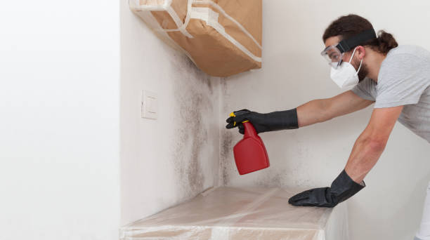 Professional Basement Mold Removal technician working in Weston, NJ