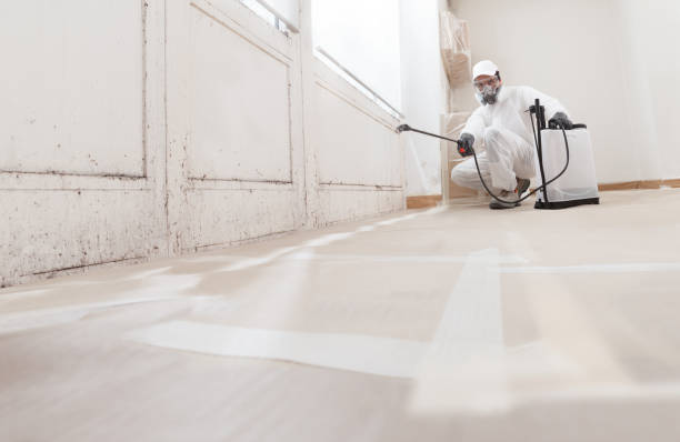 24/7 Emergency Basement Mold Removal experts in Weston, NJ