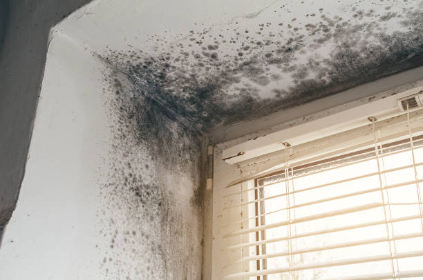 Affordable Basement Mold Removal solutions in Weston, NJ