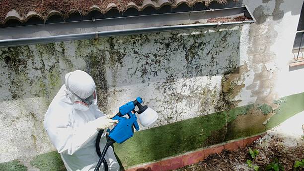 Top rated local Basement Mold Removal specialists in Weston, NJ